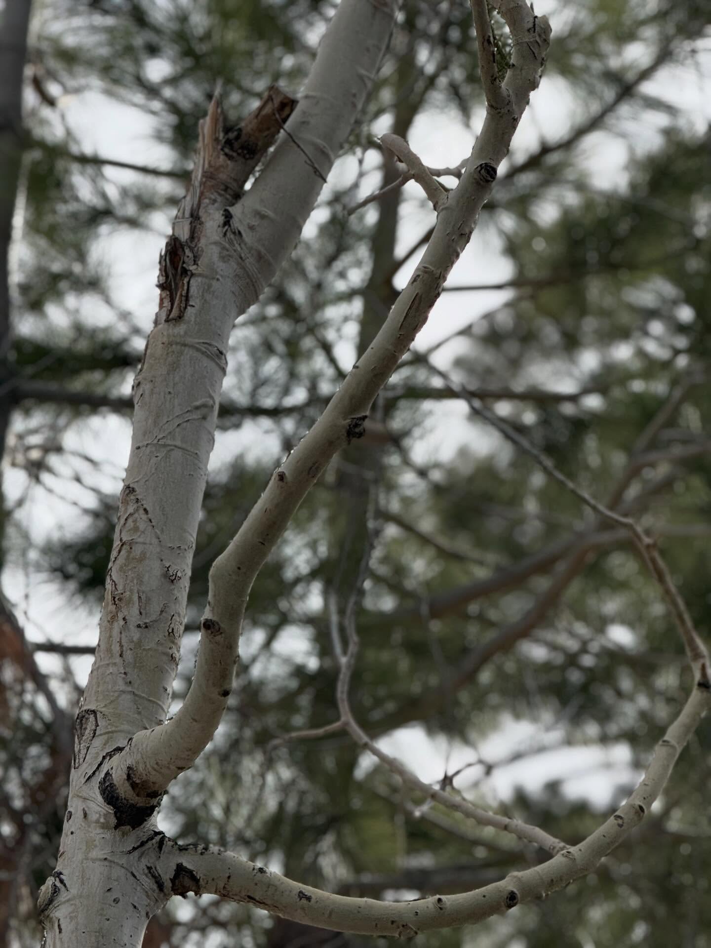 Tree 5
